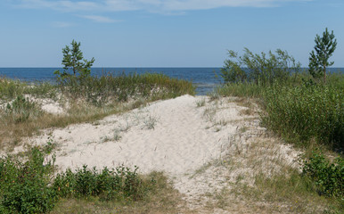 Fototapeta na wymiar Grass and bushes on a dune.