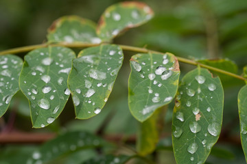 water drops on robinia leaf macro