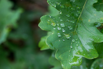 water drops on oak leaf macro