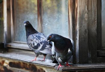 curious pigeons