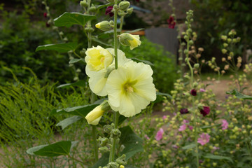 Yellow malva flower