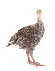 Young turkey bird.