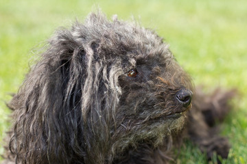 Russian Tsvetnaya Bolonka close-up portrait from side view. Bolognese dog. 