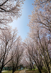 桜　粟嶋神社