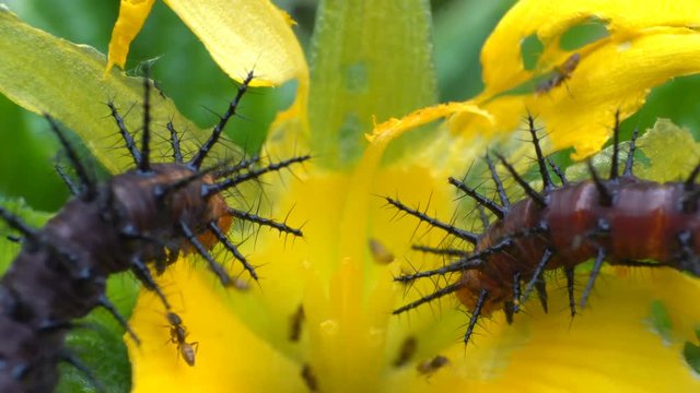 caterpillar eats a leaf.