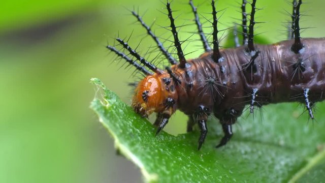 caterpillar eats a leaf.