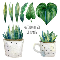 Watercolor Plants in pots	