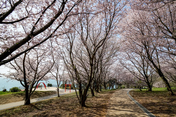 Obraz premium 桜 粟嶋神社
