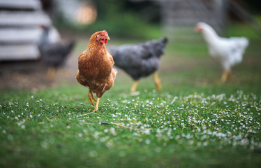 Hen in a farmyard (Gallus gallus domesticus)
