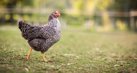 Hen in a farmyard (Gallus gallus domesticus)