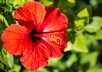 Red Flower