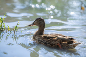 Brown wild duck on an abandoned lake.