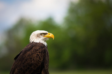 Portrait of a proud majestic American Bald Eagle