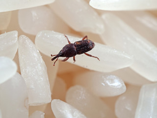 Obraz premium Macro Photo of Rice Weevil or Sitophilus oryzae on Raw Rice