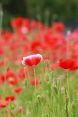 Obraz premium ポピー