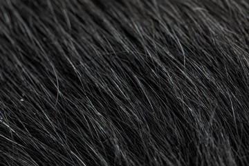 Black dog's fur macro close-up view