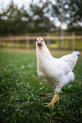 Hen in a farmyard (Gallus gallus domesticus)