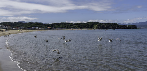 Group of Seagull fly to the sea