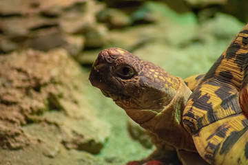 Side picture of a turtle 