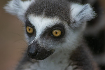 Portrait of a lemur 