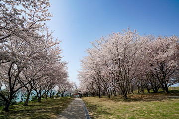 Obraz premium 桜 粟嶋神社
