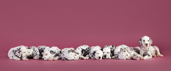 Dalmatian puppy dog © monica