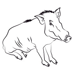 Silhouette of wild boar. Vector isolated illustrartion.