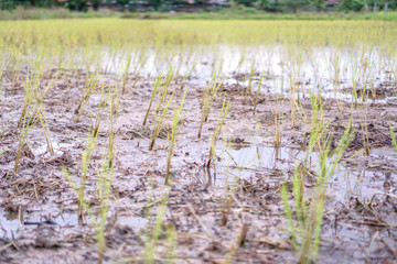 Rice fields are finished by farmers.