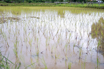 Rice fields are finished by farmers.