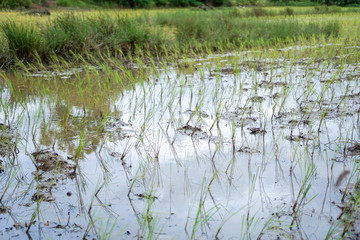 Rice fields are finished by farmers.