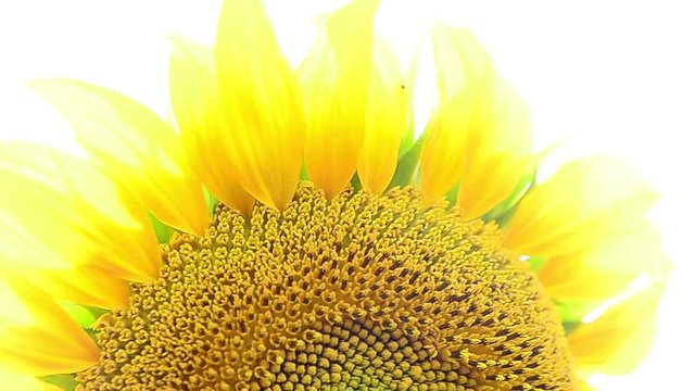 Helianthus annuus, common sunflower, flower