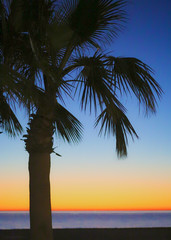 Obraz premium Palm Trees On The Beach