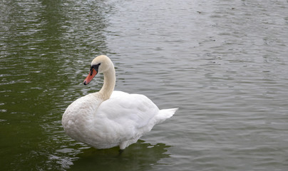 Whooper swan in Viborg Denmak