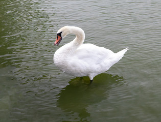 Whooper swan in Viborg Denmak