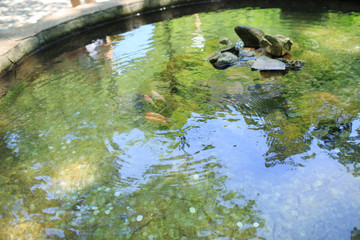 fish in the pond