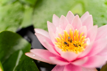 beautiful lotus flower with bee on the water after rain in garden.