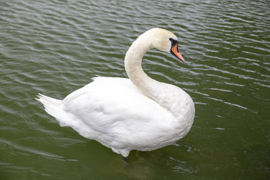 Whooper swan in Viborg Denmak