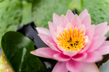 beautiful lotus flower with bee on the water after rain in garden.
