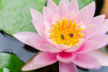 beautiful lotus flower with bee on the water after rain in garden.