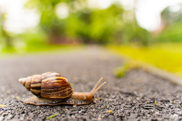 snail in shell crawling on road, summer day in garden with copy space, blurred background.