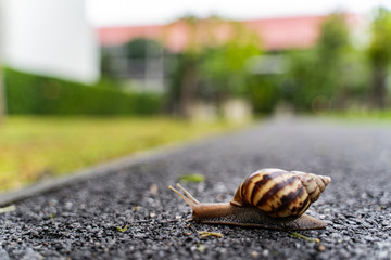 snail in shell crawling on road, summer day in garden with copy space, blurred background.