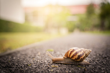 snail in shell crawling on road, summer day in garden with copy space, blurred background.