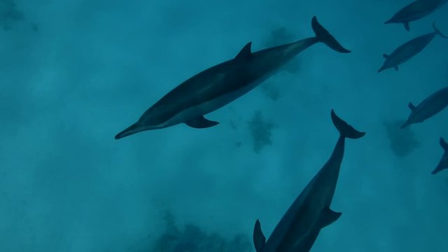 A pod of Spinner Dolphins swims over the sandy bottom (High-angle shot, Underwater shot, 4K / 60fps)

