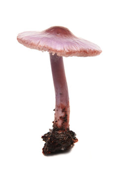 mycena pura mushroom