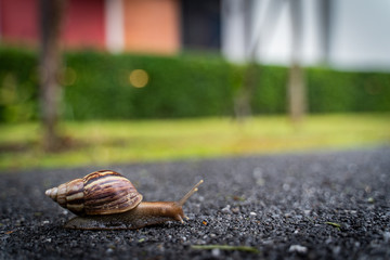 snail in shell crawling on road, summer day in garden with copy space, blurred background.