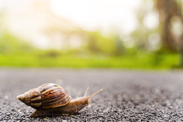 snail in shell crawling on road, summer day in garden with copy space, blurred background.