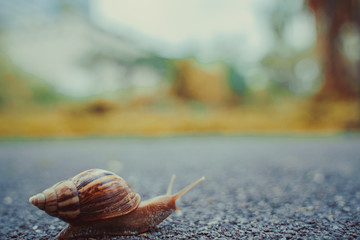 snail in shell crawling on road, summer day in garden with copy space, blurred background.