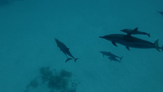 Mom with little baby dolphin swim over sandy bottom (Spinner Dolphin, Stenella longirostris), High-angle shot, Underwater shot, 4K / 60fps
