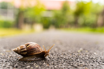 snail in shell crawling on road, summer day in garden with copy space, blurred background.