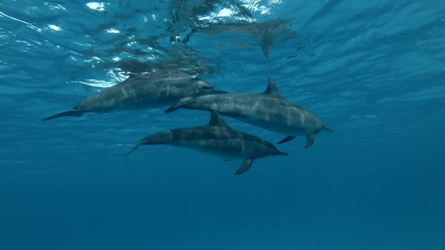 Three Dolphins swims in the blue water under surface (Spinner Dolphin, Stenella longirostris) Close-up, Underwater shot, 4K / 60fps

